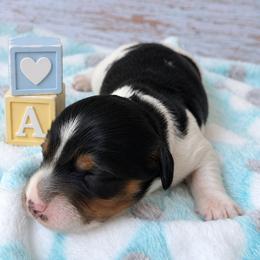 Angus 2800 - Piebald male Dachshund puppy in Hendersonville, North Carolina from Snarky Doxy Miniature Dachshunds