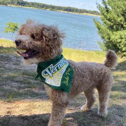 Soda - Cavapoo