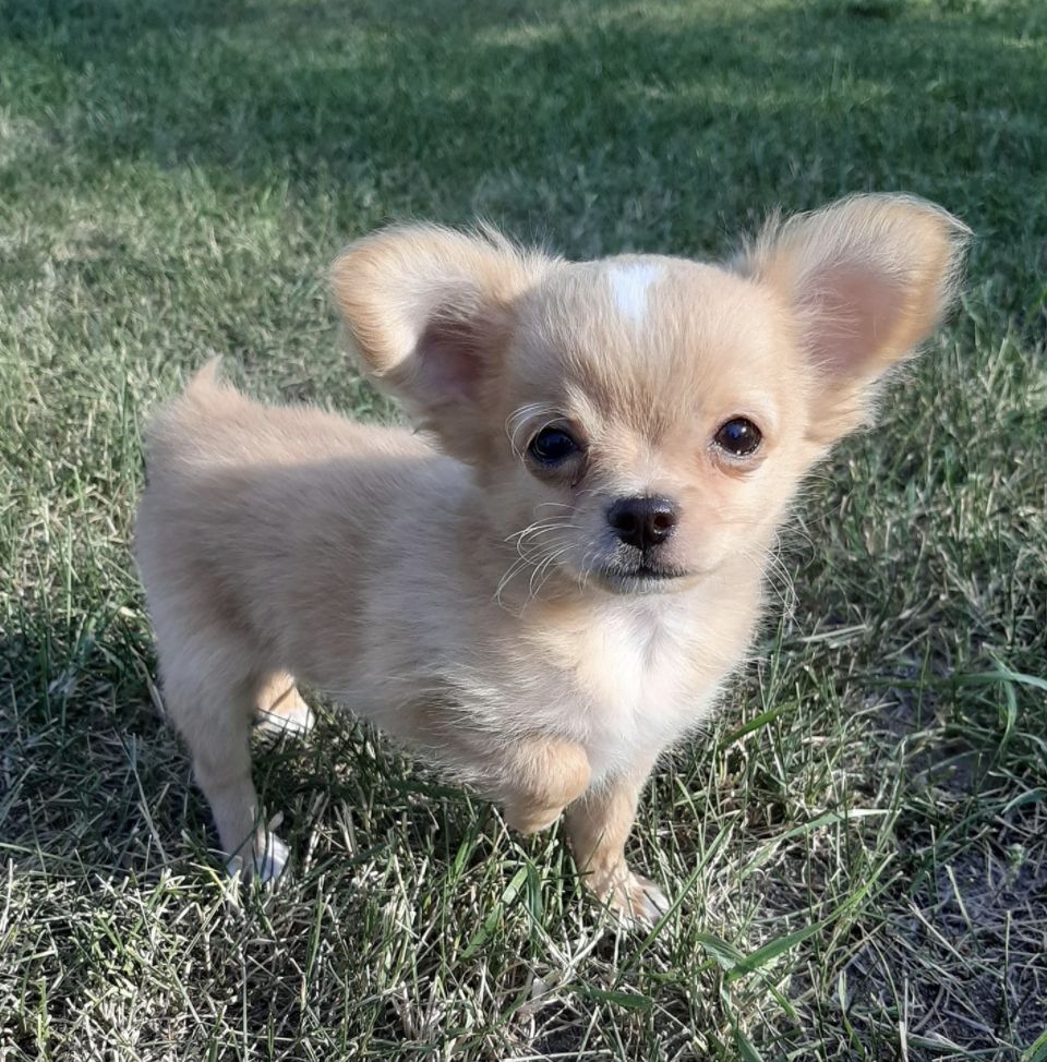 Tan and whit Chihuahua puppy