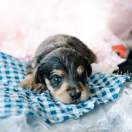 Galinda - Merle female Schnoodle puppy in Grove, Oklahoma from Grand Lake Poodles & Doodles
