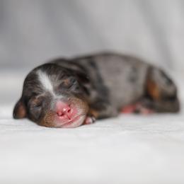 Tiki - Merle female Bernedoodle puppy in Gilbert, Arizona from Safe Havynn Doodles