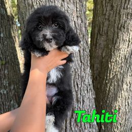 Tahiti - Black and white male Bernedoodle puppy in Mount Vernon, Missouri from PoodlelyDoodlely