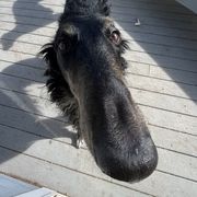 Nochka - Borzoi