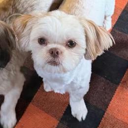 Randy - Gold and white male Shih Tzu puppy in Victorville, California from RUMBLE n TUMBLE