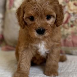 Anne - Red  female Goldendoodle puppy in Beckley, West Virginia from By Design Doodles