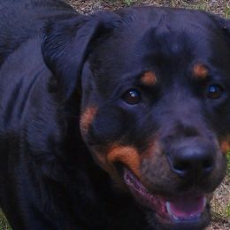 Rottweilers from Serenade Rottweilers