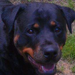 Rottweilers from Serenade Rottweilers