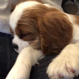 Cavalier King Charles Spaniels and Pembroke Welsh Corgis from Royal Cavaliers & Corgis