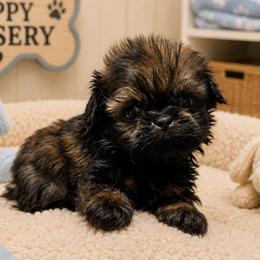 Puppy2 - Red male Shih Tzu puppy in Lone Oak, Texas from PDF Kennels