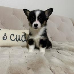 Piper - Black and tan female American Corgi puppy in Decatur, Texas from Bar S Corgis