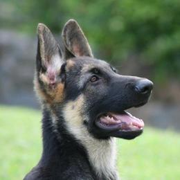 German Shepherds from Rick's German Shepherds