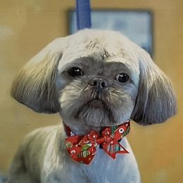 Sadie Mae - Shih Tzu