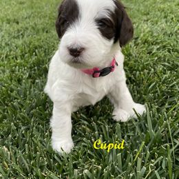 Australian Labradoodle Puppies from Lokal Labradoodles