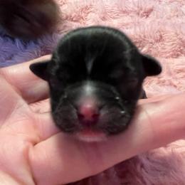 Maroon Collar - Mason - Black and white male Shorkie puppy in Mays Landing, New Jersey from Fancy Paws Shorkies & Shih Tzus