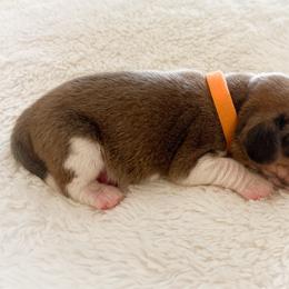 Milo - Red and white male Beagle puppy in Brownsboro, Texas from Willow Bark Beagles