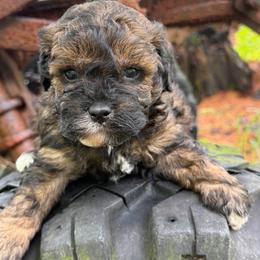 Mocha - Sable male Goldendoodle puppy in Cherry Tree, Pennsylvania from Plum Creek Acres Next Generation