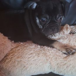 Pug Puppies from McNulty La Bouji