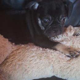 Pug Puppies from McNulty La Bouji