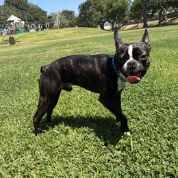 Thor - Boston Terrier