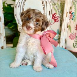 Mocha - Chocolate merle female Bernedoodle puppy in Mapleton, Utah from Natural Doodle Life