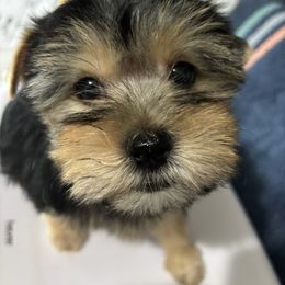Green boy - Black and tan male Yorkshire Terrier puppy in Cocoa, Florida from SummerTime AKC Yorkies