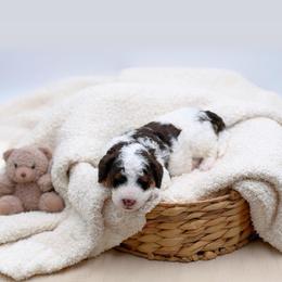 Honey - Brown and white female Aussiedoodle puppy in Manteca, California from Silva Ranch Doodles