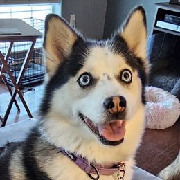 Rio - Pomsky