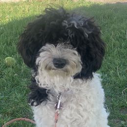 Bernedoodle and Cockapoo Puppies from Doodles of Joy