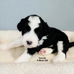 Cascade- Female Reservation 5 - Black and white female Sheepadoodle puppy in Spokane, Washington from Downriver Doodles
