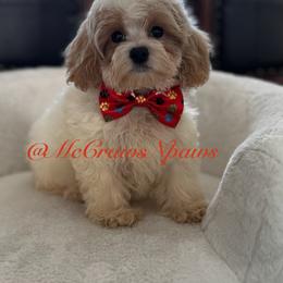 Cavapoo and Maltipoo Puppies from McCraws N Paws