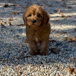 Boo - Red male Australian Labradoodle puppy in Calhoun, Louisiana from Arrowhead Australian Labradoodles