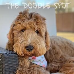 Goldendoodle Puppies from The Doodle Spot