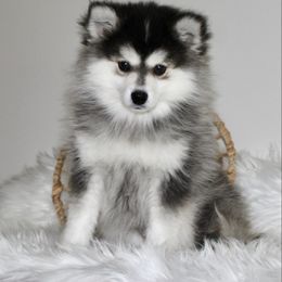 Saul -Ready now - Black and white male Pomsky puppy in Apple Creek, Ohio from Arlene Hershberger