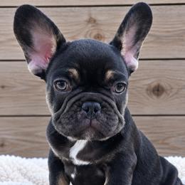 Vince - Tricolors male French Bulldog puppy in Warm Springs, Arkansas from State Line Dachshunds & Frenchies