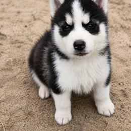 Tiana - Black and white female Siberian Husky puppy in Cassatt, South Carolina from Tundra Storm Siberians