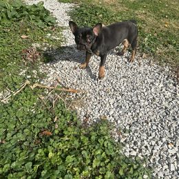 Rocky - Black and tan French Bulldog puppy in Cabool, Missouri from Jessica's French Bulldogs and Dachshunds