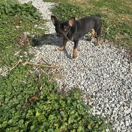 Rocky - Black and tan French Bulldog puppy in Cabool, Missouri from Jessica's French Bulldogs and Dachshunds