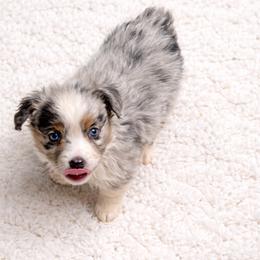 Jake - Blue merle male Miniature Australian Shepherd puppy in Louisville, Mississippi from Kristy’s Kennels