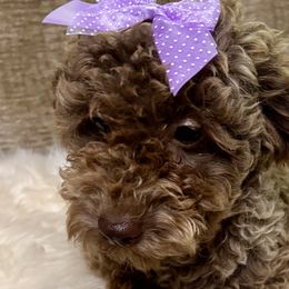 Pekingese, Poodles, and Shih Tzus from Happy puppies