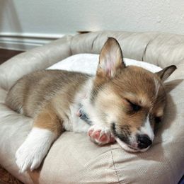 Pembroke Welsh Corgi Puppies from Loves Classic Corgis