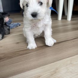 Miniature Schnauzer Puppies from Miles Family Schnauzers