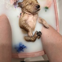 Golden Retriever Puppies from Sunshine Mountain Retrievers