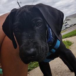 Great Dane Puppies from Morgan's North Alabama Danes
