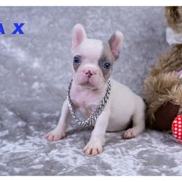 Jax - White male French Bulldog puppy in Denison, Texas from Lovemyfrenchies – Stoddard Frenchbulldog's