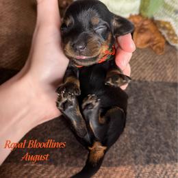 August - Black and tan male Dachshund puppy in Wooldridge, Missouri from Royal Bloodline Canines