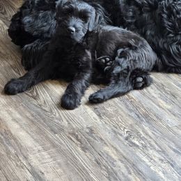 Giant Schnauzer Puppies from Kaiser's Giants