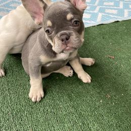 French Bulldog Puppies from Ramirez Frenchies