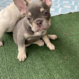 French Bulldog Puppies from Ramirez Frenchies
