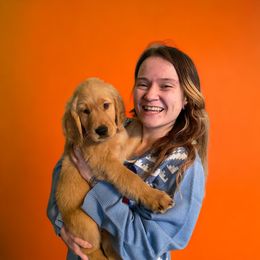 Golden Retriever Puppies from Studley Hill Goldens, LLC.