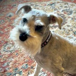 Miniature Schnauzers from Meuser's Miniature Schnauzers